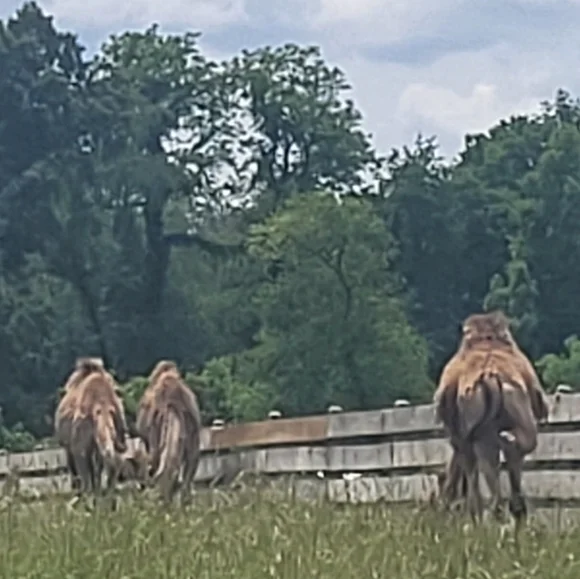 LIMITED QUANTITY Super Beauty Food Camel's Milk Soap - Picture 10 of 14